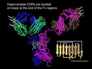 Hypervariable CDRs are located on loops at the end of the Fv regions Hypervariable regions 