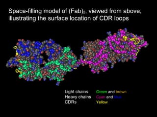 Space-filling model of (Fab) 2 , viewed from above, illustrating the surface location of CDR loops  Light chains Green  and  brown Heavy chains Cyan  and  blue CDRs Yellow 