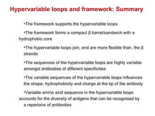 The framework supports the hypervariable loops The framework forms a compact    barrel/sandwich with a  hydrophobic core The hypervariable loops join, and are more flexible than, the     strands The sequences of the hypervariable loops are highly variable  amongst antibodies of different specificities The variable sequences of the hypervariable loops influences  the shape, hydrophobicity and charge at the tip of the antibody Variable amino acid sequence in the hypervariable loops  accounts for the diversity of antigens that can be recognised by  a repertoire of antibodies Hypervariable loops and framework: Summary 
