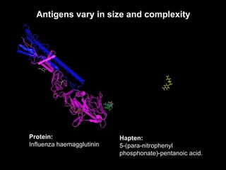Antigens vary in size and complexity Protein: Influenza haemagglutinin Hapten: 5-(para-nitrophenyl phosphonate)-pentanoic acid. 