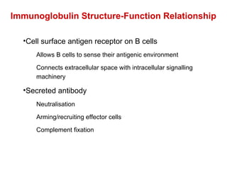 Cell surface antigen receptor on B cells Allows B cells to sense their antigenic environment Connects extracellular space with intracellular signalling machinery Secreted antibody Neutralisation Arming/recruiting effector cells Complement fixation Immunoglobulin Structure-Function Relationship 