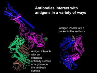 Antibodies interact with antigens in a variety of ways Antigen inserts into a pocket in the antibody Antigen interacts with an extended antibody surface or a groove in the antibody surface 