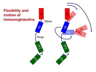 Fv Flexibility and motion of immunoglobulins C H 3 C H 2 Fb Fv Fv Fb Fv Hinge Elbow C H 3 C H 2 Fb Fv 