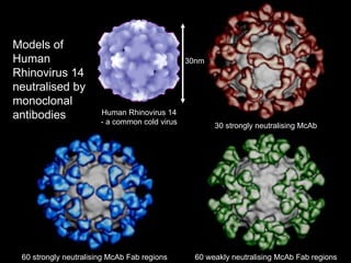 30 strongly neutralising McAb 60 strongly neutralising McAb Fab regions 60 weakly neutralising McAb Fab regions Human Rhinovirus 14 - a common cold virus 30nm Models of Human Rhinovirus 14 neutralised by monoclonal antibodies 
