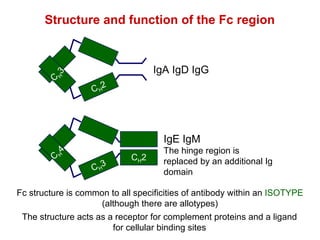 Structure and function of the Fc region Fc structure is common to all specificities of antibody within an  ISOTYPE (although there are allotypes) The structure acts as a receptor for complement proteins and a ligand for cellular binding sites C H 3 C H 2 IgA IgD IgG C H 4 C H 3 C H 2 IgE IgM The hinge region is replaced by an additional Ig domain 