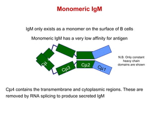 Monomeric IgM IgM only exists as a monomer on the surface of B cells C  4 contains the transmembrane and cytoplasmic regions. These are removed by RNA splicing to produce secreted IgM Monomeric IgM has a very low affinity for antigen C  4 C  3 C  2 C  1 N.B. Only constant heavy chain domains are shown 