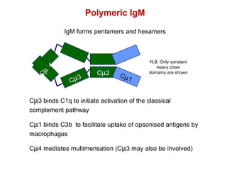 C  3 binds C1q to initiate activation of the classical complement pathway C  1 binds C3b  to facilitate uptake of opsonised antigens by macrophages C  4 mediates multimerisation (C  3 may also be involved) Polymeric IgM IgM forms pentamers and hexamers C  4 C  3 C  2 C  1 N.B. Only constant heavy chain domains are shown 