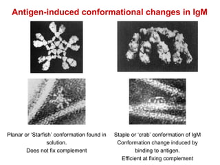 Antigen-induced conformational changes in IgM Planar or ‘Starfish’ conformation found in solution. Does not fix complement Staple or ‘crab’ conformation of IgM Conformation change induced by binding to antigen. Efficient at fixing complement 