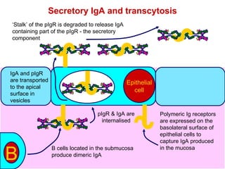 Secretory IgA and transcytosis ‘ Stalk’ of the pIgR is degraded to release IgA containing part of the pIgR - the secretory component Epithelial cell J C C S S S S C C S S S S C C s s B J C C S S S S C C S S S S C C s s J C C S S S S C C S S S S C C s s J C C S S S S C C S S S S C C s s pIgR & IgA are internalised J C C S S S S C C S S S S C C s s IgA and pIgR are transported to the apical surface in vesicles B cells located in the submucosa produce dimeric IgA Polymeric Ig receptors are expressed on the basolateral surface of epithelial cells to capture IgA produced in the mucosa 