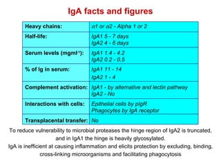 IgA facts and figures Heavy chains:  1  or  2 - Alpha 1 or 2 Half-life:  IgA1 5 - 7 days IgA2 4 - 6 days Serum levels (mgml -1 ):  IgA1 1.4 - 4.2 IgA2 0.2 - 0.5 % of Ig in serum: IgA1 11 - 14 IgA2 1 - 4 Complement activation: IgA1  -  by alternative and lectin pathway IgA2 - No Interactions with cells:  Epithelial cells by pIgR Phagocytes by IgA receptor Transplacental transfer:  No To reduce vulnerability to microbial proteases the hinge region of IgA2 is truncated, and in IgA1 the hinge is heavily glycosylated. IgA is inefficient at causing inflammation and elicits protection by excluding, binding, cross-linking microorganisms and facilitating phagocytosis 