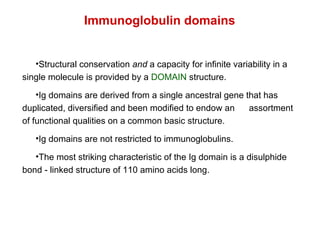 Structural conservation  and  a capacity for infinite variability in a  single molecule is provided by a  DOMAIN  structure. Ig domains are derived from a single ancestral gene that has  duplicated, diversified and been modified to endow an  assortment of functional qualities on a common basic structure. Ig domains are not restricted to immunoglobulins. The most striking characteristic of the Ig domain is a disulphide  bond - linked structure of 110 amino acids long. Immunoglobulin domains 