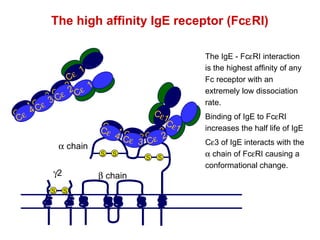 The high affinity IgE receptor (Fc  RI) The IgE - Fc  RI interaction is the highest affinity of any Fc receptor with an extremely low dissociation rate. Binding of IgE to Fc  RI increases the half life of IgE C  3 of IgE interacts with the    chain of Fc  RI causing a conformational change.    chain    chain  2 S S S S S S C  1 C  1 C  2 C  2 C  3 C  3 C  4 C  4 C  1 C  1 C  2 C  2 C  3 C  3 C  4 C  4 