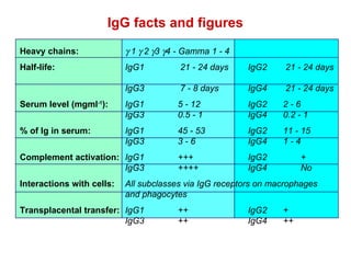 IgG facts and figures Heavy chains:  1  2  3   4 - Gamma 1 - 4 Half-life:  IgG1  21 - 24 days  IgG2   21 - 24 days  IgG3   7 - 8 days  IgG4   21 - 24 days Serum level (mgml -1 ):   IgG1 5 - 12 IgG2  2 - 6 IgG3  0.5 - 1 IgG4  0.2 - 1 % of Ig in serum: IgG1 45 - 53 IgG2  11 - 15 IgG3  3 - 6 IgG4  1 - 4 Complement activation: IgG1 +++  IgG2  +  IgG3  ++++  IgG4  No Interactions with cells:  All subclasses via IgG receptors on macrophages  and phagocytes Transplacental transfer:  IgG1 ++ IgG2  + IgG3  ++ IgG4  ++ 