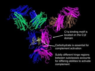 Carbohydrate is essential for complement activation Subtly different hinge regions between subclasses accounts for differing abilities to activate complement  C1q binding motif is located on the C  2 domain 