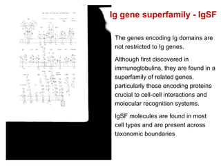 The genes encoding Ig domains are not restricted to Ig genes. Although first discovered in immunoglobulins, they are found in a superfamily of related genes, particularly those encoding proteins crucial to cell-cell interactions and molecular recognition systems. IgSF molecules are found in most cell types and are present across taxonomic boundaries Ig gene superfamily - IgSF 