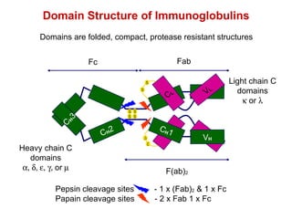 Domains are folded, compact, protease resistant structures Domain Structure of Immunoglobulins Light chain C domains    or   Heavy chain C domains  or  C L V L S S S S S S S S C H 3 C H 2 C H 1 V H Fc Fab F(ab) 2 Pepsin cleavage sites  - 1 x (Fab) 2  & 1 x Fc Papain cleavage sites  - 2 x Fab 1 x Fc 