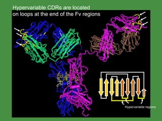 Cd R Region Protein Antibody Structure & Function | PPT