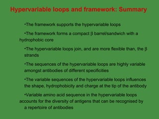 Hypervariable Groove Antibody Structure & Function | PPT