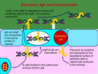 antibody-structure-function-ppt