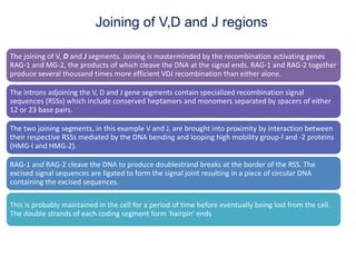 Proximity Rag Antibody therapy and engineering | PPTX