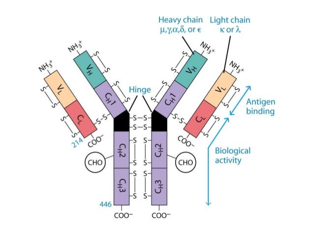monoclonal antibody therapy