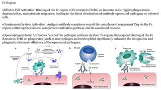 Antibody structure and types- Immunoglobulin.pptx