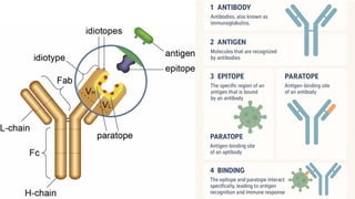 Antibody structure and types- Immunoglobulin.pptx