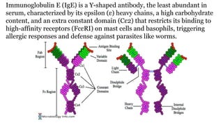 Antibody structure and types- Immunoglobulin.pptx