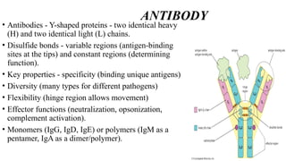 Antibody structure and types- Immunoglobulin.pptx