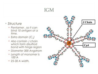 IGM
• Structure
• Pentamer , so it can
bind 10 antigen at a
time.
• Extra domain (CH4)
• Also contain J chain
which form disulfiod
bond with hinge region
• Diameter 300 Angstrom
• Length of monomer is
100 A
• 25-30 A width.
Cµ4
J Chain
 