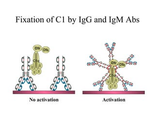 Fixation of C1 by IgG and IgM Abs
C1r C1s
C1q
C1r C1s
C1q
No activation Activation
 