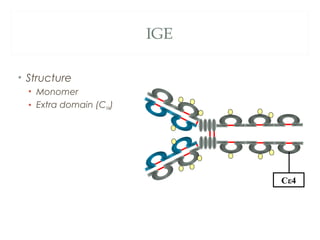 IGE
• Structure
• Monomer
• Extra domain (CH4)
Cε4
 