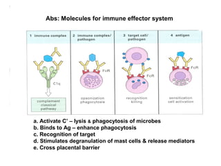 Abs: Molecules for immune effector system
a. Activate C’ – lysis & phagocytosis of microbes
b. Binds to Ag – enhance phagocytosis
c. Recognition of target
d. Stimulates degranulation of mast cells & release mediators
e. Cross placental barrier
 