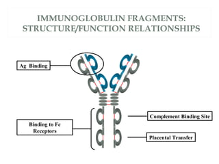 IMMUNOGLOBULIN FRAGMENTS:
STRUCTURE/FUNCTION RELATIONSHIPS
Ag Binding
Complement Binding Site
Placental Transfer
Binding to Fc
Receptors
 