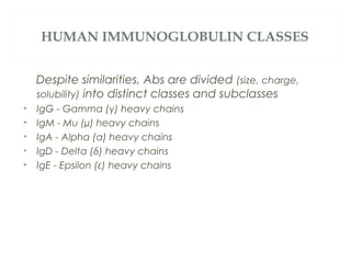 HUMAN IMMUNOGLOBULIN CLASSES
Despite similarities, Abs are divided (size, charge,
solubility) into distinct classes and subclasses
• IgG - Gamma (γ) heavy chains
• IgM - Mu (µ) heavy chains
• IgA - Alpha (α) heavy chains
• IgD - Delta (δ) heavy chains
• IgE - Epsilon (ε) heavy chains
 