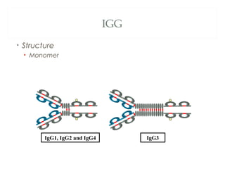 IGG
• Structure
• Monomer
IgG1, IgG2 and IgG4 IgG3
 