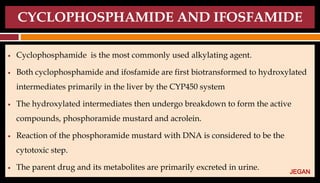 CYCLOPHOSPHAMIDE AND IFOSFAMIDE
● Cyclophosphamide is the most commonly used alkylating agent.
● Both cyclophosphamide and ifosfamide are first biotransformed to hydroxylated
intermediates primarily in the liver by the CYP450 system
● The hydroxylated intermediates then undergo breakdown to form the active
compounds, phosphoramide mustard and acrolein.
● Reaction of the phosphoramide mustard with DNA is considered to be the
cytotoxic step.
● The parent drug and its metabolites are primarily excreted in urine. JEGAN
 