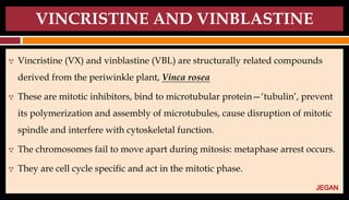 VINCRISTINE AND VINBLASTINE
 Vincristine (VX) and vinblastine (VBL) are structurally related compounds
derived from the periwinkle plant, Vinca rosea
 These are mitotic inhibitors, bind to microtubular protein—‘tubulin’, prevent
its polymerization and assembly of microtubules, cause disruption of mitotic
spindle and interfere with cytoskeletal function.
 The chromosomes fail to move apart during mitosis: metaphase arrest occurs.
 They are cell cycle specific and act in the mitotic phase.
JEGAN
 