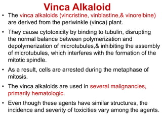 Vinca Alkaloid
• The vinca alkaloids (vincristine, vinblastine,& vinorelbine)
are derived from the periwinkle (vinca) plant.
• They cause cytotoxicity by binding to tubulin, disrupting
the normal balance between polymerization and
depolymerization of microtubules,& inhibiting the assembly
of microtubules, which interferes with the formation of the
mitotic spindle.
• As a result, cells are arrested during the metaphase of
mitosis.
• The vinca alkaloids are used in several malignancies,
primarily hematologic.
• Even though these agents have similar structures, the
incidence and severity of toxicities vary among the agents.
 