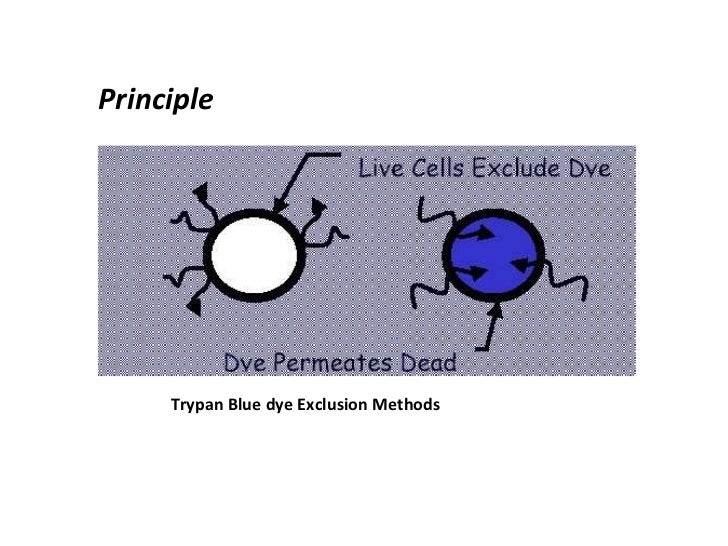 ldh assay