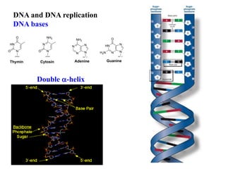 DNA and DNA replication
DNA bases
Double a-helix
HN
N
O
O
Thymin
N
N
NH2
O
Cytosin Adenine
N
N N
N
NH2
Guanine
HN
N N
N
O
H2N
 