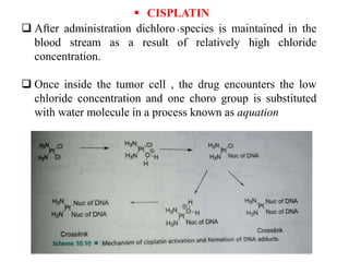  CISPLATIN
.
 After administration dichloro species is maintained in the
blood stream as a result of relatively high chloride
concentration.
 Once inside the tumor cell , the drug encounters the low
chloride concentration and one choro group is substituted
with water molecule in a process known as aquation
 