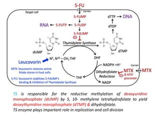 TS is responsible for the reductive methylation of deoxyuridine
monophosphate (dUMP) by 5, 10- methylene tetrahydrofolate to yield
deoxythymidine monophosphate (dTMP) & dihydrofolate.
TS enzyme plays important role in replication and cell division
 