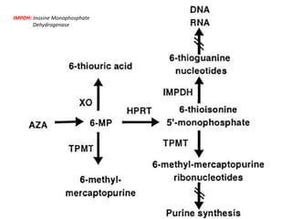 IMPDH: Inosine Monophosphate
Dehydrogenase
 