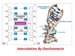 Intercalation By Dactinomycin
 