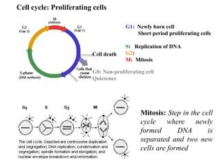Cell cycle: Proliferating cells
G1: Newly born cell
Short period proliferating cells
S: Replication of DNA
G2:
M: Mitosis
G0: Non-proliferating cell
Quiesence
Cell death
Mitosis: Step in the cell
cycle where newly
formed DNA is
separated and two new
cells are formed
 