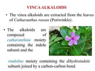 VINCAALKALOIDS
• The vinca alkaloids are extracted from the leaves
of Catharanthus roseus (Periwinkle) .
• The alkaloids are
composed of
catharanthine moiety
containing the indole
subunit and the
vindoline moiety containing the dihydroindole
subunit joined by a carbon-carbon bond.
 