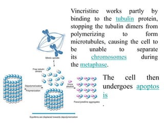 Vincristine works partly by
binding to the tubulin protein,
stopping the tubulin dimers from
polymerizing to form
microtubules, causing the cell to
be unable to separate
its chromosomes during
the metaphase.
The cell then
undergoes apoptos
is
.
 