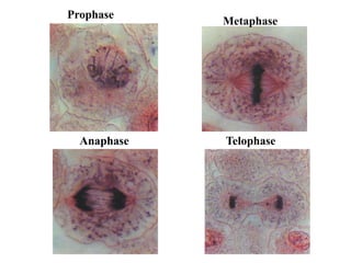Prophase
Metaphase
Anaphase Telophase
 