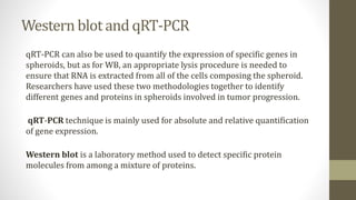Western blot and qRT-PCR
qRT-PCR can also be used to quantify the expression of specific genes in
spheroids, but as for WB, an appropriate lysis procedure is needed to
ensure that RNA is extracted from all of the cells composing the spheroid.
Researchers have used these two methodologies together to identify
different genes and proteins in spheroids involved in tumor progression.
qRT-PCR technique is mainly used for absolute and relative quantification
of gene expression.
Western blot is a laboratory method used to detect specific protein
molecules from among a mixture of proteins.
 